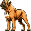 Boerboel