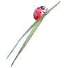 Ladybird