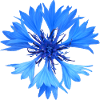 Cornflower
