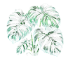 Monstera panaché