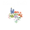 Wildflower Fields Wildflowers Bluebonnet