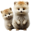 I love quokkas