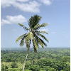 Palm tree