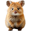 Quokka Power
