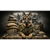 Alsatian