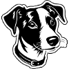 Jack Russel Terrier Dog Head