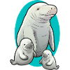 Lamantin