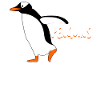 Penguin Funny Penguins
