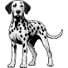 Dalmatian