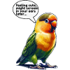 Lovebird funny