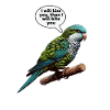 Quaker Parrot Monk Parakeet
