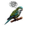 Quaker Parrot Monk Parakeet