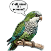 Quaker Parrot Monk Parakeet