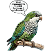 Quaker Parrot Monk Parakeet