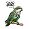Quaker Parrot Monk Parakeet