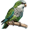 Quaker Parrot Monk Parakeet