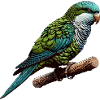 Quaker Parrot Monk Parakeet