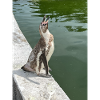 Pinguin