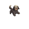 Hund Havaneser