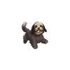 Hund Havaneser
