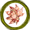 Feuille d’automne E 214