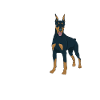 Doberman Dog Dogs Pet Gift
