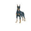 Doberman