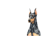 Doberman Dog Dogs Pet Gift