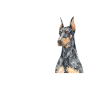 Doberman