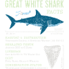 Great White Shark Facts