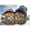 Two cute sleeping kittens