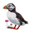 Puffin
