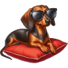 Dachshund Puppy Wearing Sunglasses