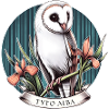 Barn owl