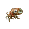 EUPRYMNA BERRYI