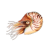 NAUTILUS