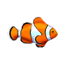 PAYASO-FISCH