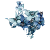 Wildflower Fields Wildflowers Bluebonnet
