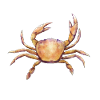 NECORA PUBER