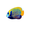POMACANTHUS IMPERATOR
