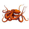 GIANT PACIFIC OCTOPUS