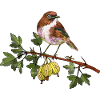 Bunter Vogel