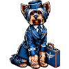 Yorkshire terrier stewardess