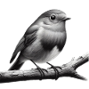 Robin on branch