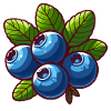Blueberries