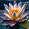 Water lily