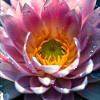 Water lily