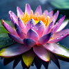 Water lily