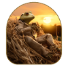 Frog Haystack Sunset Watching Countryside