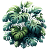 Monstera deliciosa gift